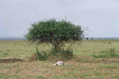 kenya15.jpg